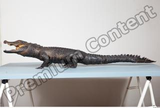 Crocodile body photo reference 0001